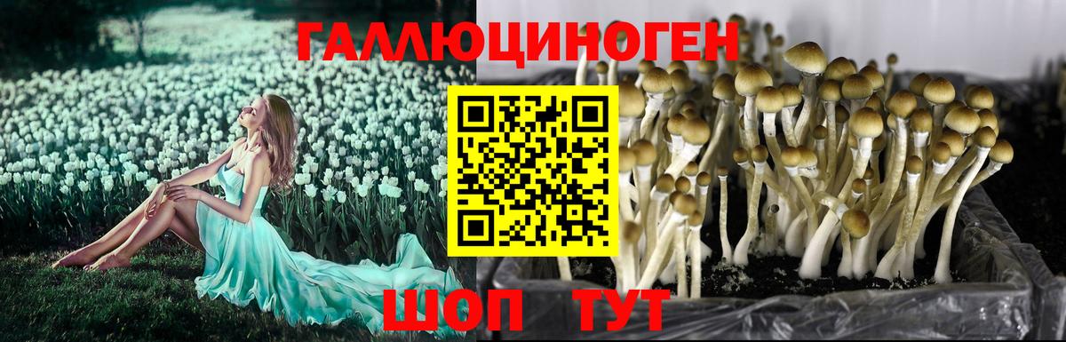 Псилоцибиновые грибы MAGIC MUSHROOMS Кинель